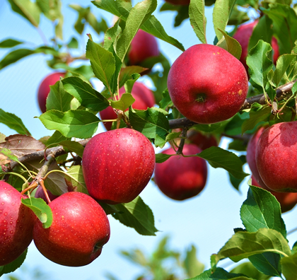 Uzagrostar video cover