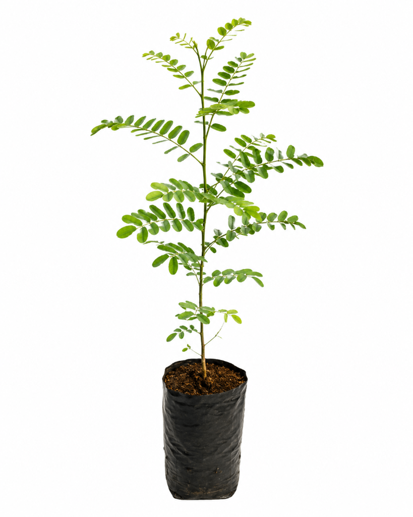 № 665 product image