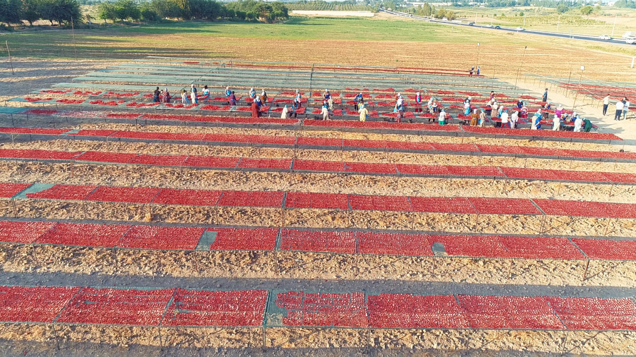 20 tonna pomidor qoqisi Italiya davlatiga eksport qilindi. 