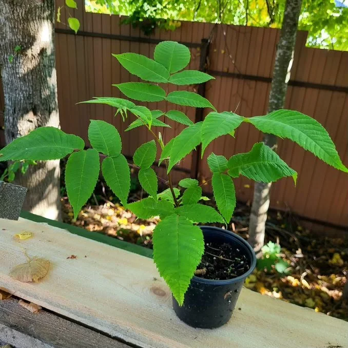 Yong'oq ko'chatlari image