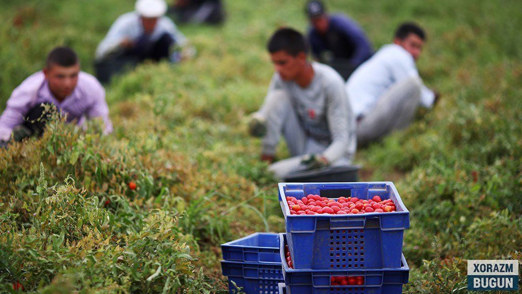 Хосилни йиғиш, саралаш, ортиш ва  ташиш 