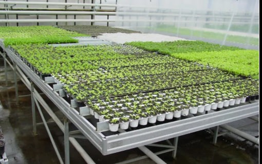 Уруғларни тайёрлаш хизмати