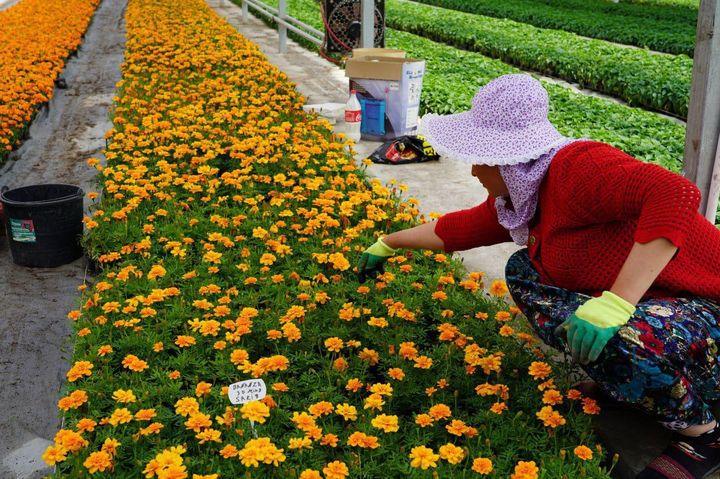 Гул уруғлар етказиб бериш хизмати