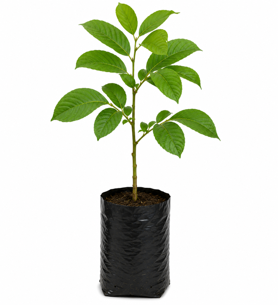 № 597 product image