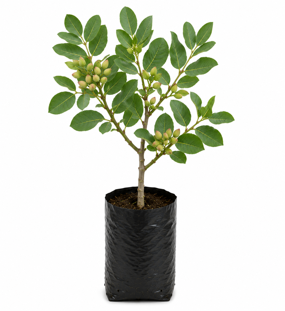 № 2 product image