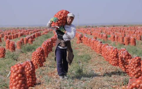 Қишлоқ хўжалиги махсулотлари  хосилини йиғиб берамиз.