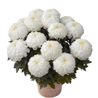 № 63 product image