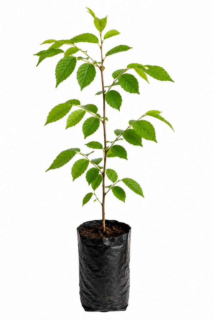№ 669 product image
