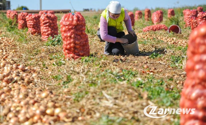 Ҳосил ишчиларнинг хизмати
