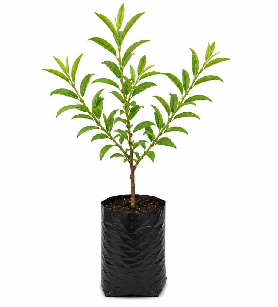 № 599 product image