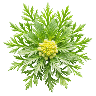 № 1996 product image