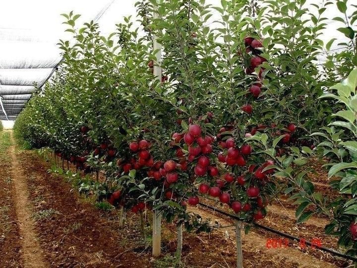 Mevali daraxt ko'chatlari image