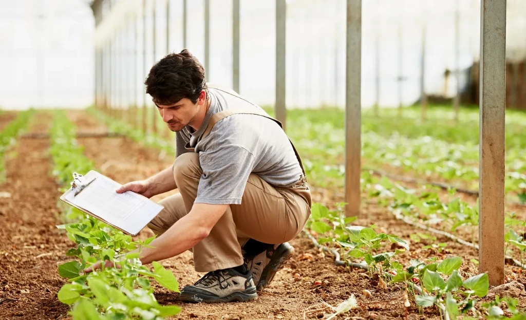 Иссиқхонада ва теплицаларда махсулот етиштириш 