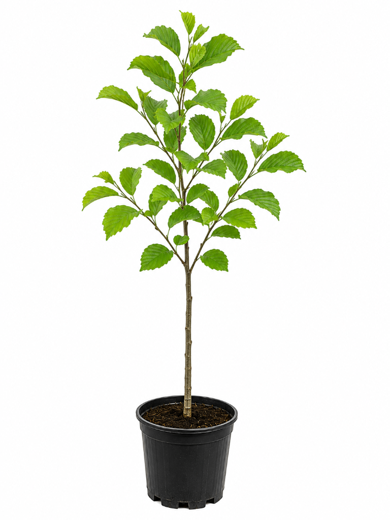 № 670 product image
