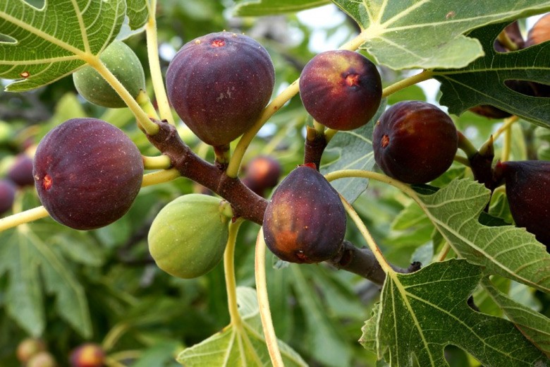 Urug'lantirish xizmatlari