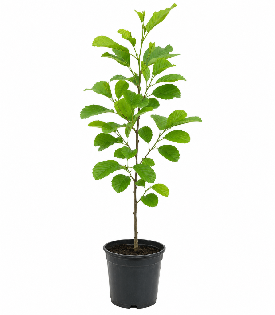 № 667 product image