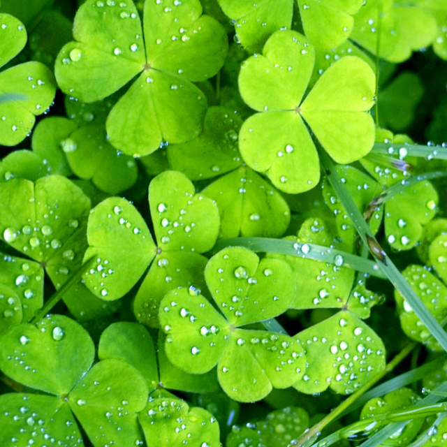 № 957 product image