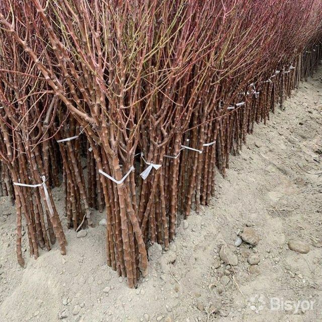 Mevali daraxt ko'chatlari image