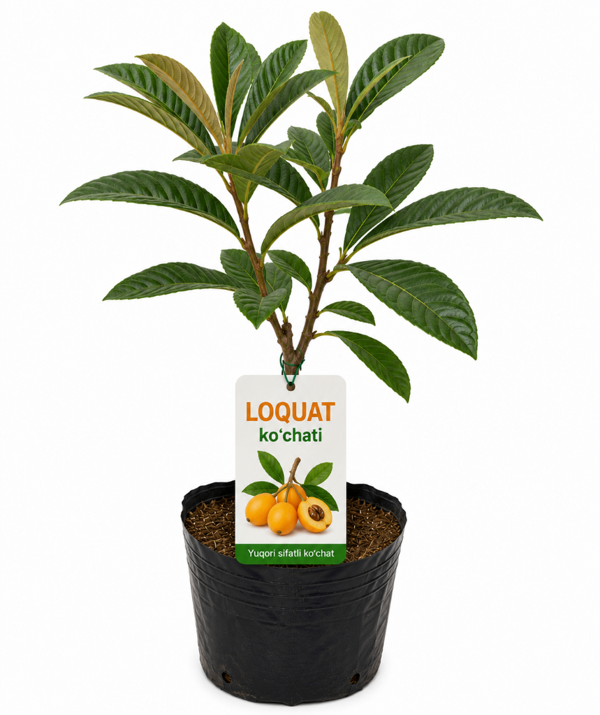 № 615 product image