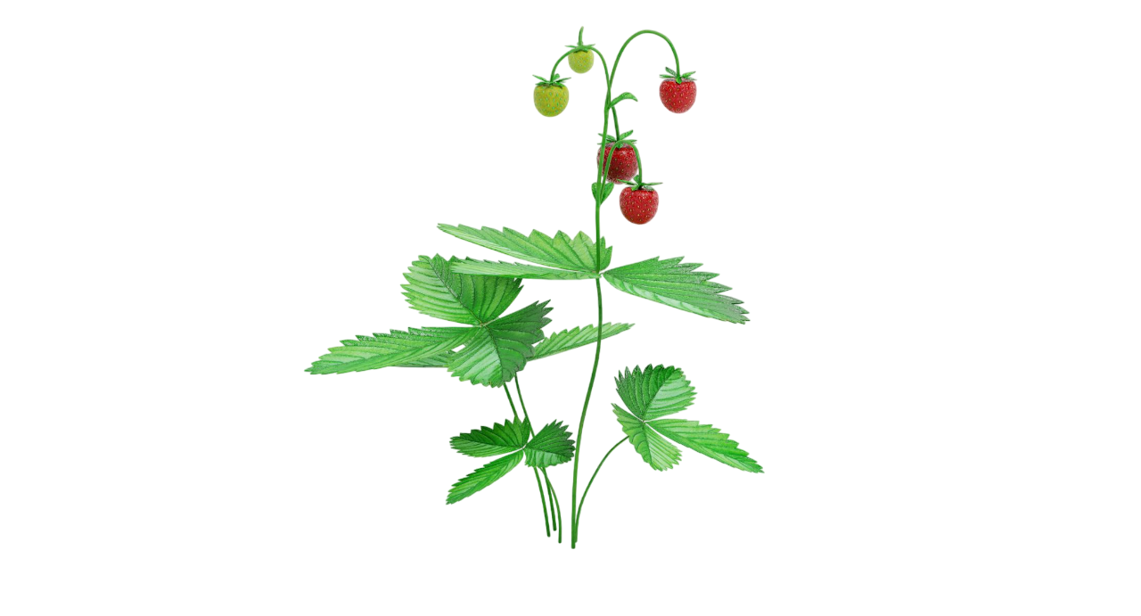 № 783 product image