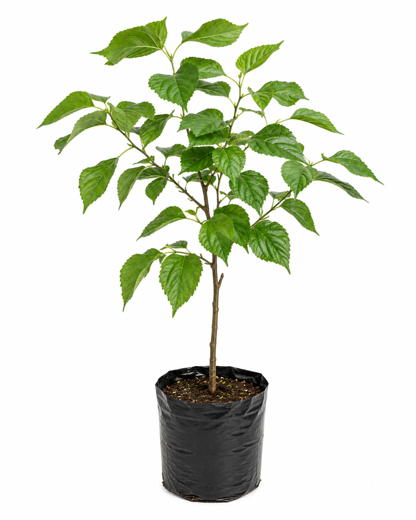 № 616 product image