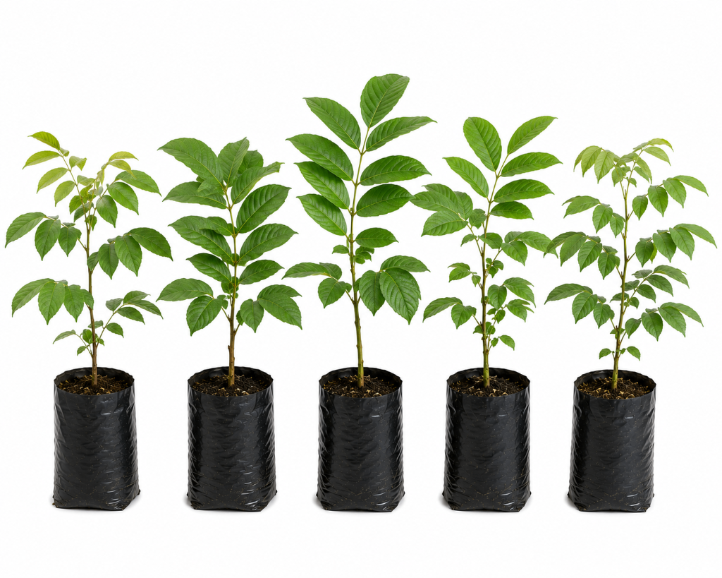 № 596 product image
