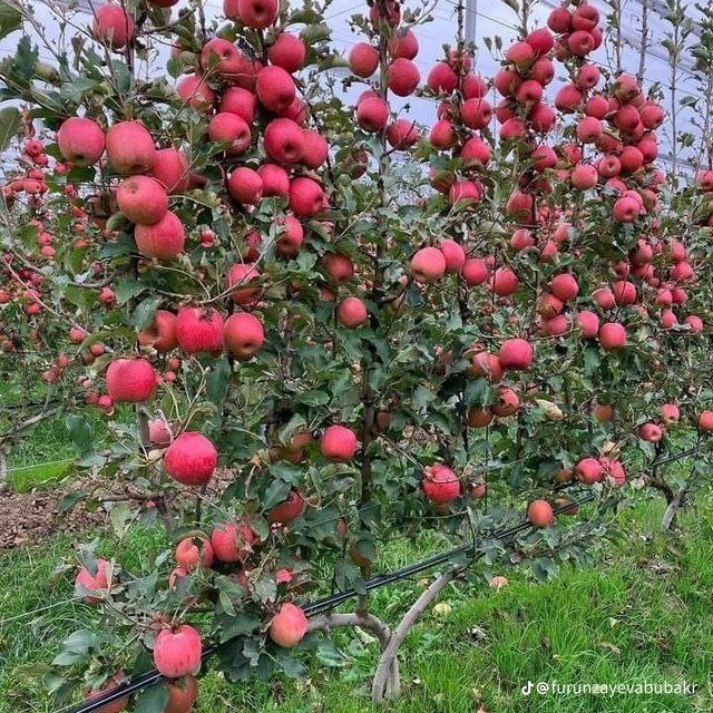 Mevali daraxt ko'chatlari image