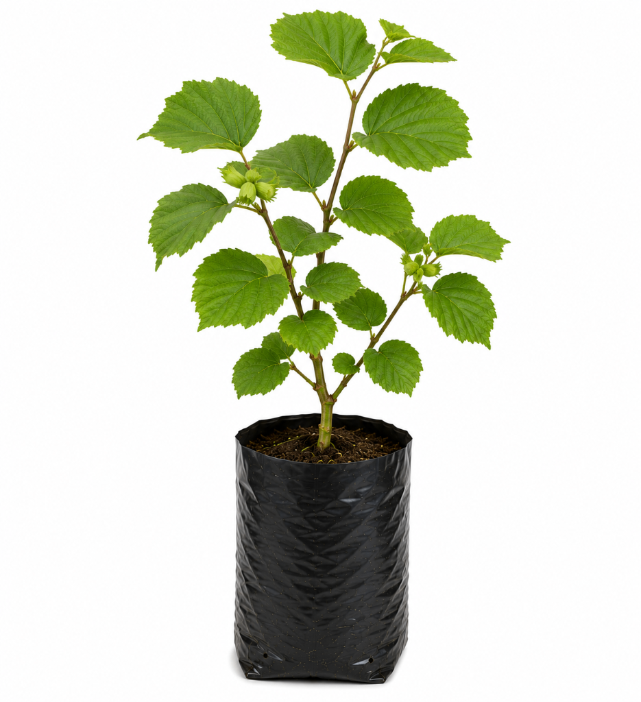 № 598 product image