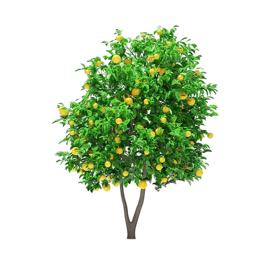 № 603 product image