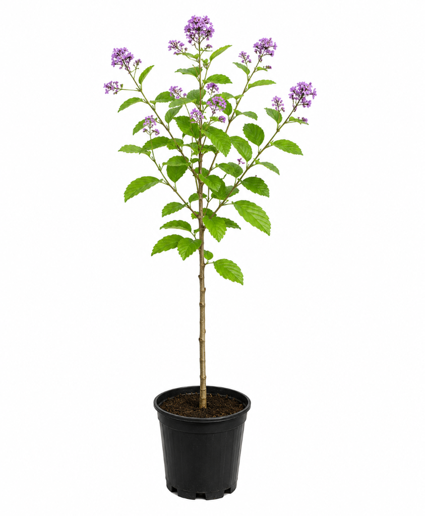 № 668 product image