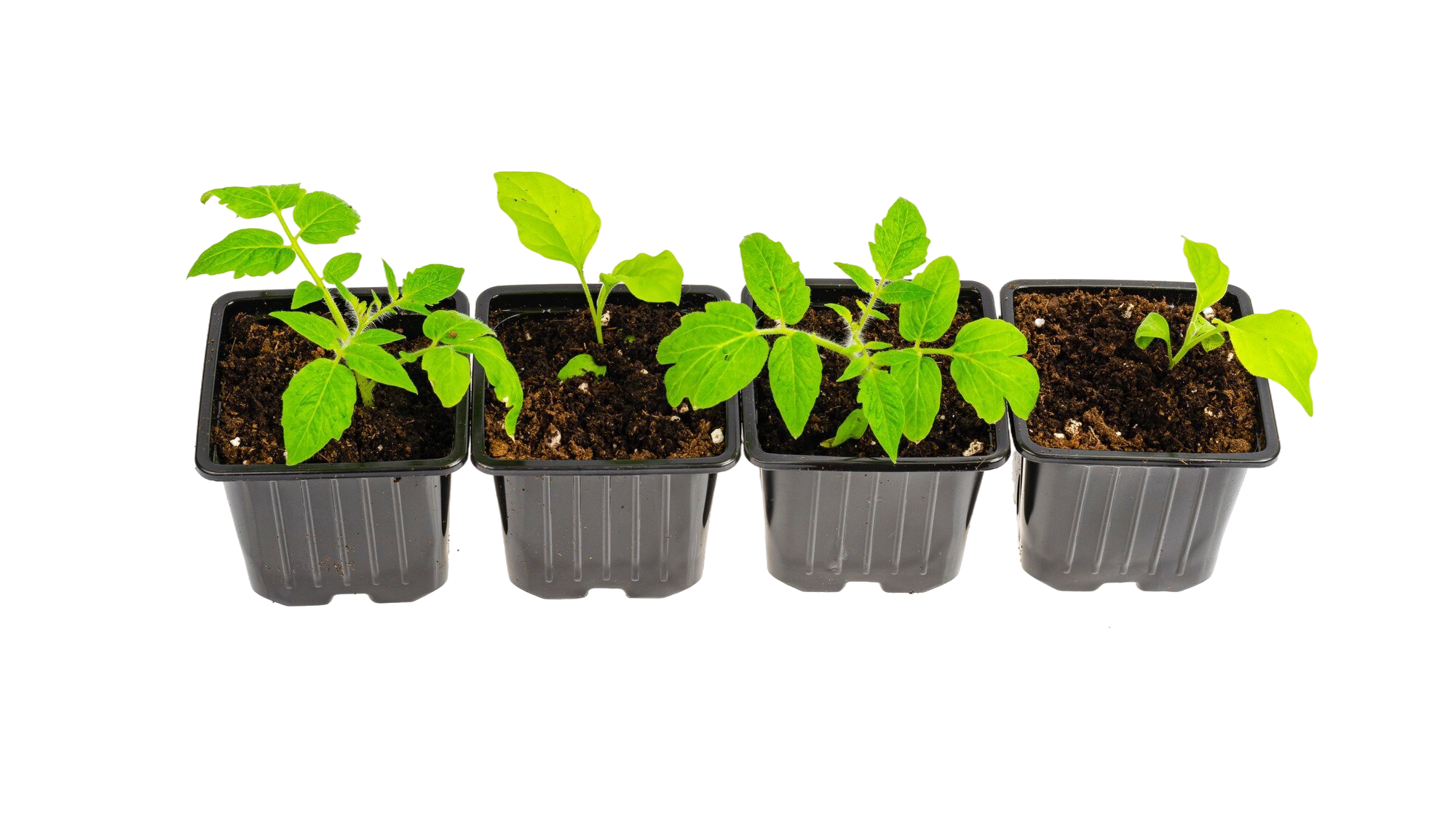 № 1995 product image