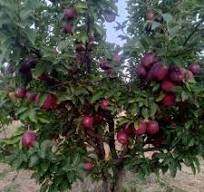 Mevali daraxt ko'chatlari image