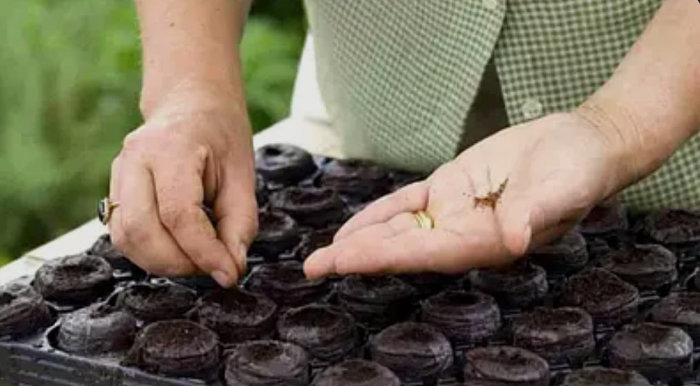 Кўчат тайёрлаш (Биогумус,торф) Кўчат касетада тайёрлаш ва етказиб бериш