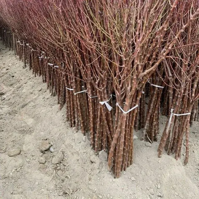 Yong'oq ko'chatlari image