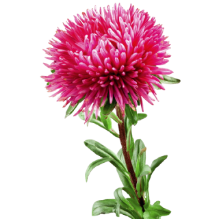 № 66 product image