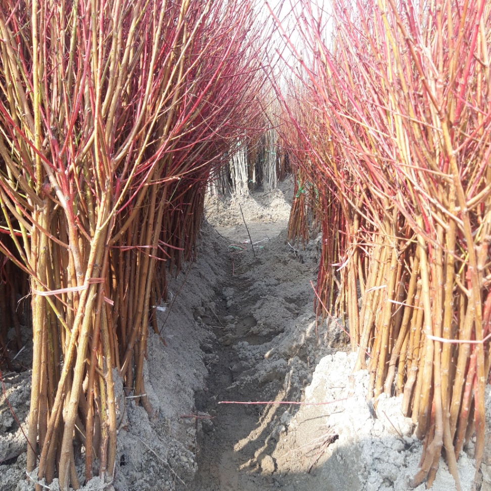 Yong'oq ko'chatlari image