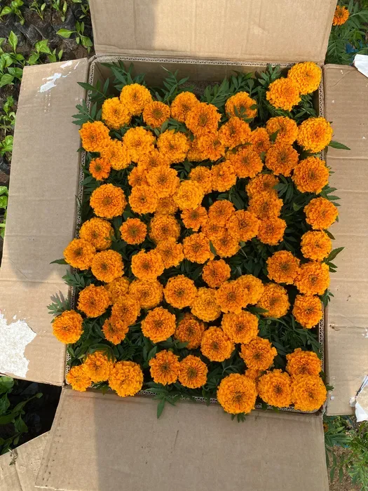 Гул уруғлар етказиб бериш хизмати