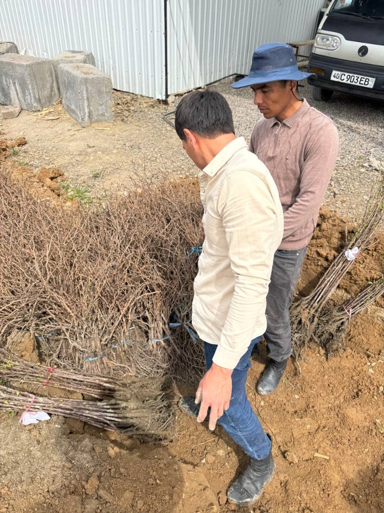 Uzum ko'chati ekib berish xizmati