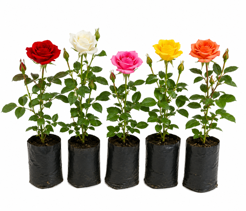 № 3 product image