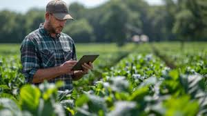 Yong'oq ko'chatlari image