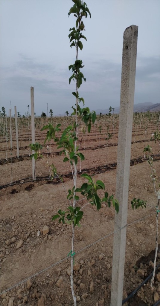 Mevali daraxt ko'chatlari image