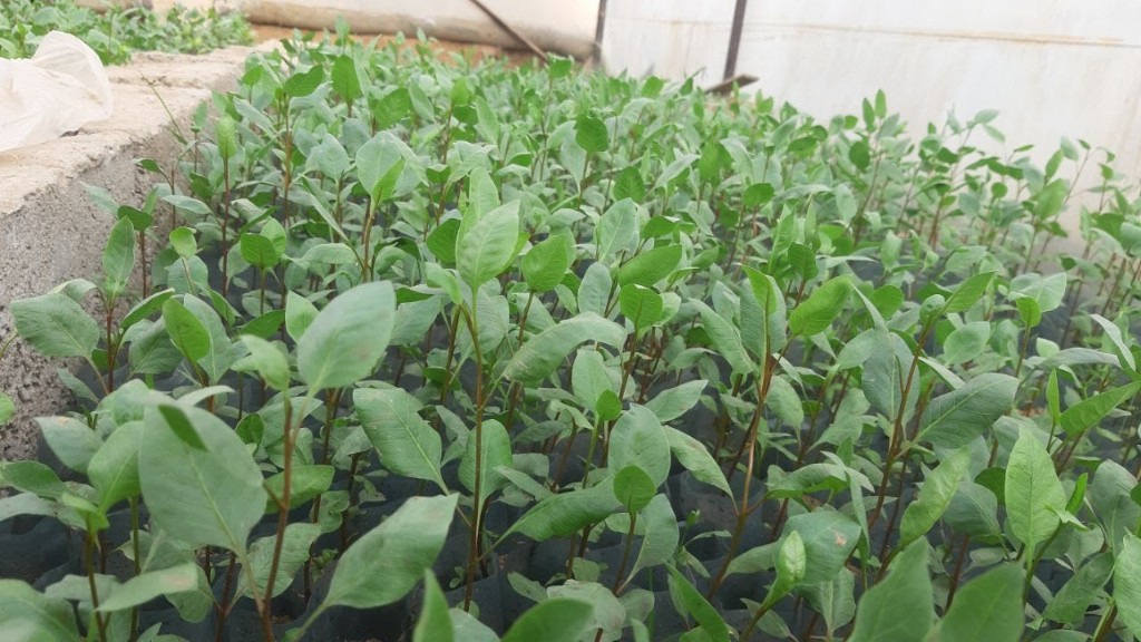 Yong'oq ko'chatlari image