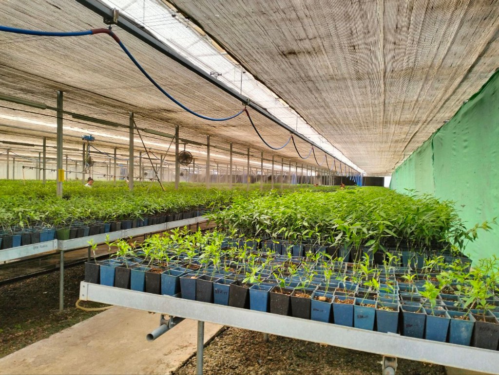 Yong'oq ko'chatlari image