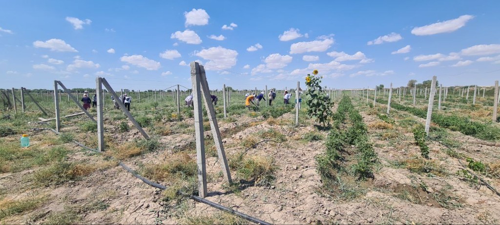 Mevali daraxt ko'chatlari image