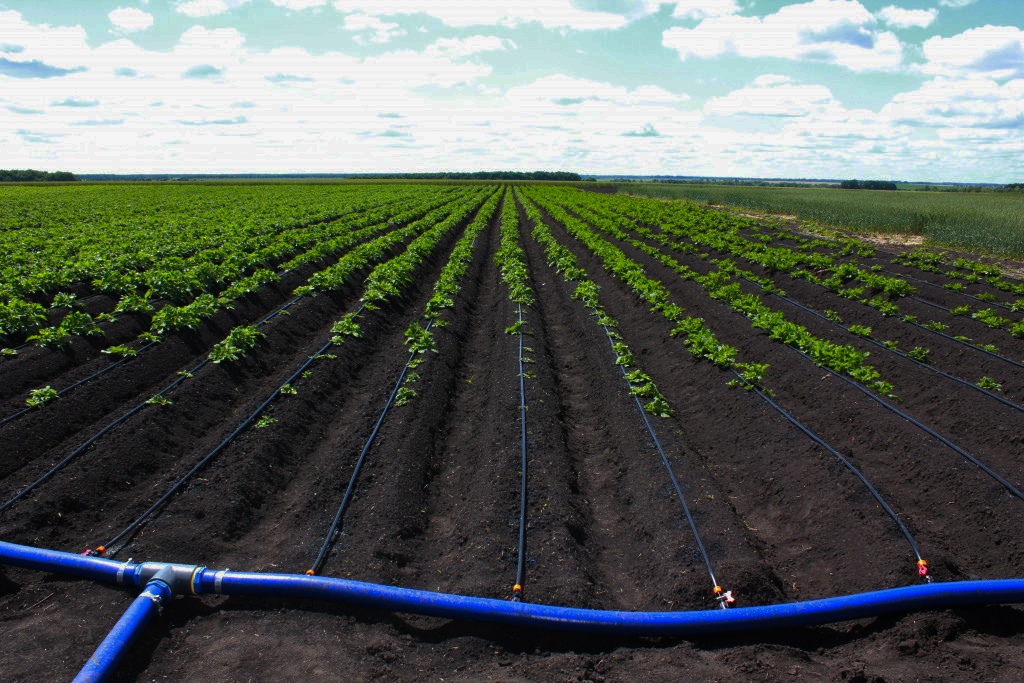 Tomchilatib sug'orish image