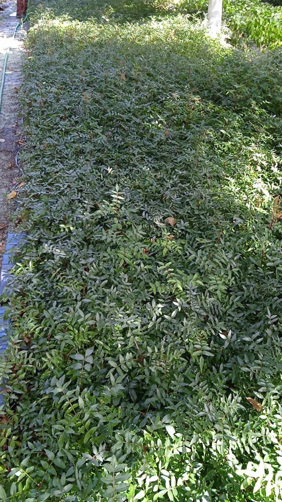 Yong'oq ko'chatlari image