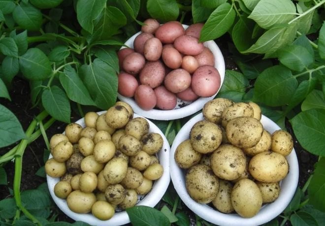 Agronom xizmati (Kartoshkachilik - Xamzayev Jo`rabek)