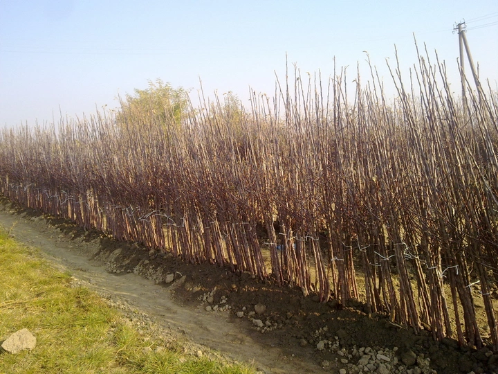 Mevali daraxt ko'chatlari image