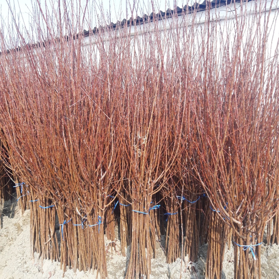 Mevali daraxt ko'chatlari image